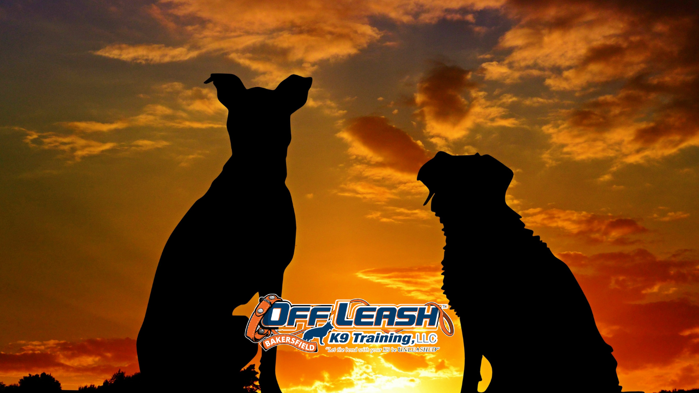 Structure for Dogs: 7 Signs Your Dog Needs More Structure