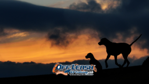 Structure for Dogs: 7 Signs Your Dog Needs More Structure