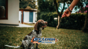 Overstimulated Dogs: Why Public Places Trigger Them