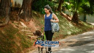 Overstimulated Dogs: Why Public Places Trigger Them