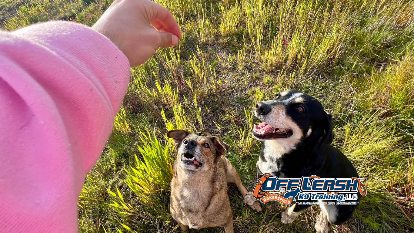 Anticipation in Dog Training and Behavior