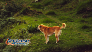 Stay Command Training: Increasing Duration and Distance