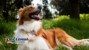 Stay Command Training: Increasing Duration and Distance