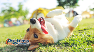 Break Command: Teaching Dogs When They Are Released