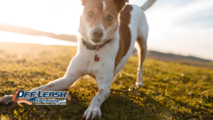 Break Command: Teaching Dogs When They Are Released