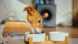 Food Manners for Dogs: Prevent Begging and Stealing