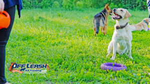 Disobedience: How Small Training Gaps Become Big Problems