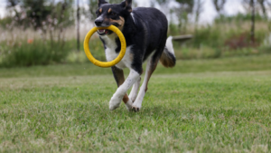 Inconsistent Training and Dog Behavior Confusion