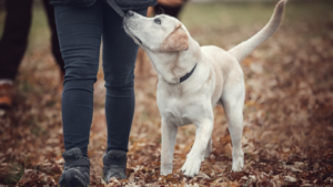 Inconsistent Training and Dog Behavior Confusion