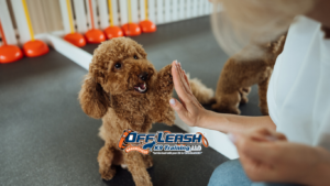 Overlooked Dog Training Skills That Improve Obedience