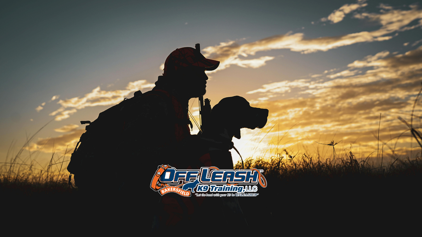 Overlooked Dog Training Skills That Improve Obedience