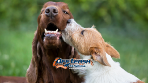 Touch Command: How to Improve Dog Focus and Responsiveness