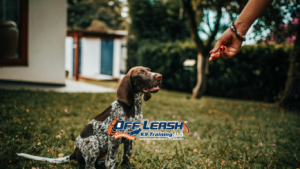 Touch Command: How to Improve Dog Focus and Responsiveness