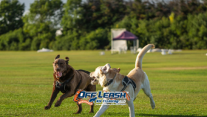 Maintain Position Training: Teaching Dogs to Stay Steady Under Distraction