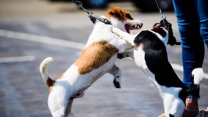 Redirect Aggression in Dogs: Why Dogs Redirect Aggression Onto Owners