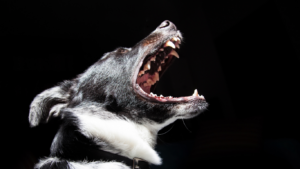 Redirect Aggression in Dogs: Why Dogs Redirect Aggression Onto Owners