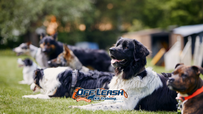 Real-World Training: How Real-World Training Prevents Selective Listening