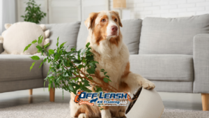 Stealing Household Items: Fixing Dog Behavior at Home