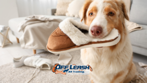 Stealing Household Items: Fixing Dog Behavior at Home