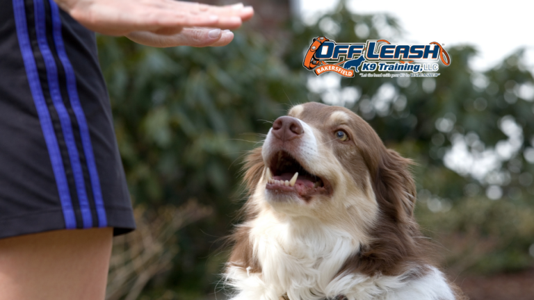 Without Verbal Commands: Training Dogs to Respond Reliably