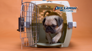 Crate Training: How to Train Dogs Without Stress or Anxiety