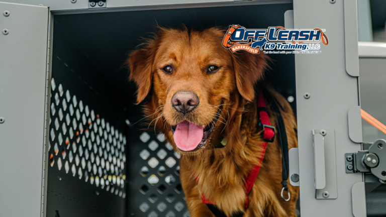 Crate Training: How to Train Dogs Without Stress or Anxiety