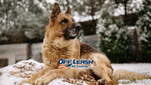 Not to Bark at Every Noise: How to Train Dogs to Stay Calm