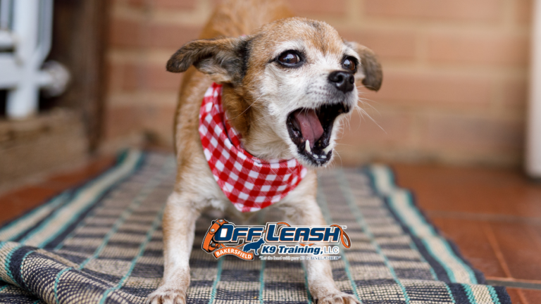 Not to Bark at Every Noise: How to Train Dogs to Stay Calm