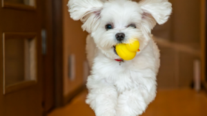 Dog Jumping: Tired of Your Dog Jumping on Visitors?