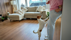 Dog Jumping: Tired of Your Dog Jumping on Visitors?