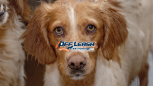 Stay Focused Training for Dogs in Distracting Environments