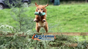 Stay Focused Training for Dogs in Distracting Environments