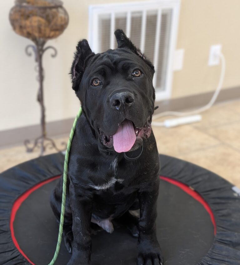 Chooch | Cane Corso | Bakersfield, CA