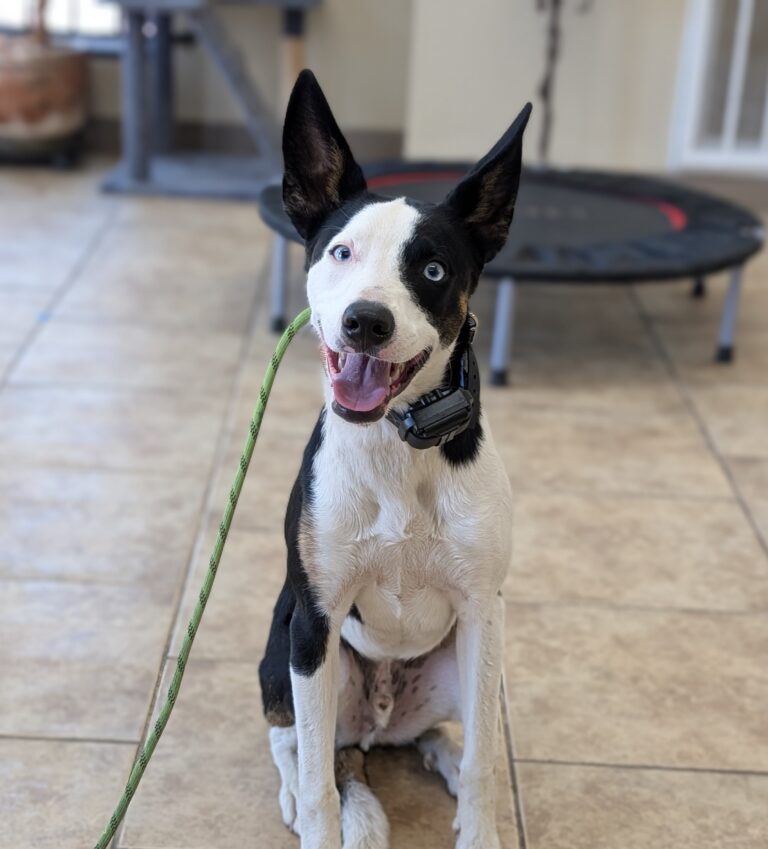Roman | Border Collie Mix | Bakersfield, CA