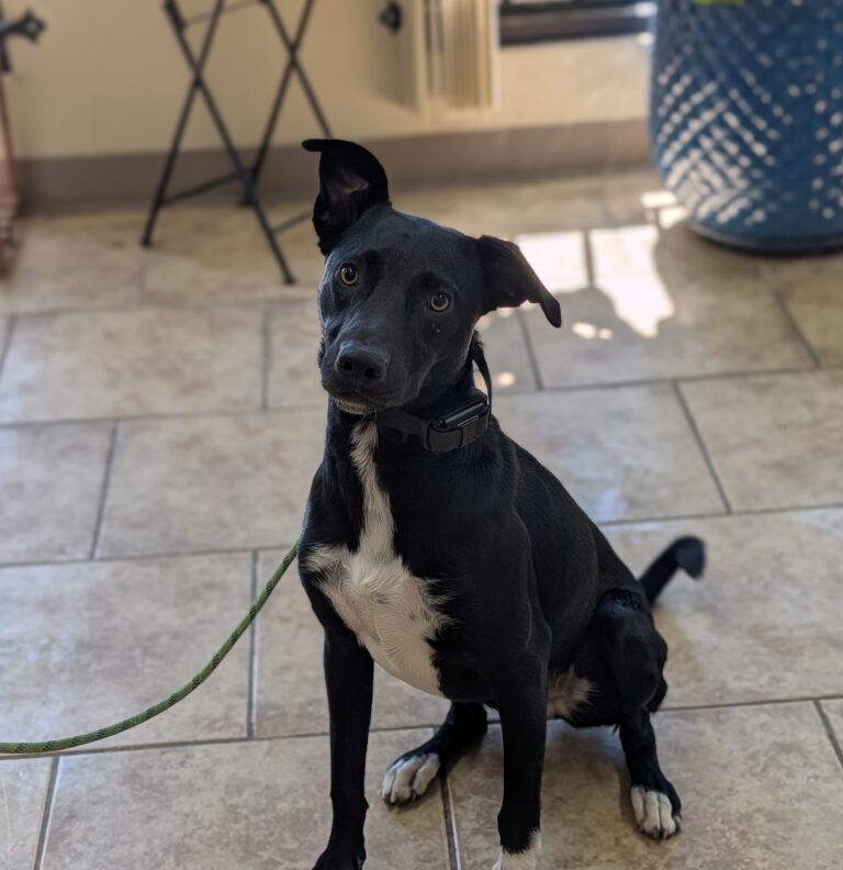 Dexter | Terrier Mix | Bakersfield CA