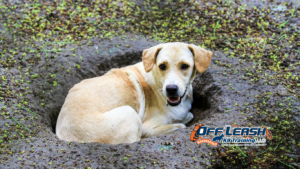 Digging Crater Habits: Simple Training Tips That Actually Work