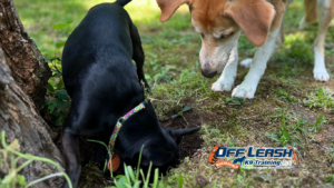 Digging Crater Habits: Simple Training Tips That Actually Work