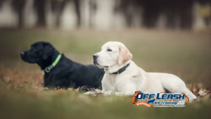 Stay Focused in Busy Shopping Areas: Teaching Dogs Real-World Obedience