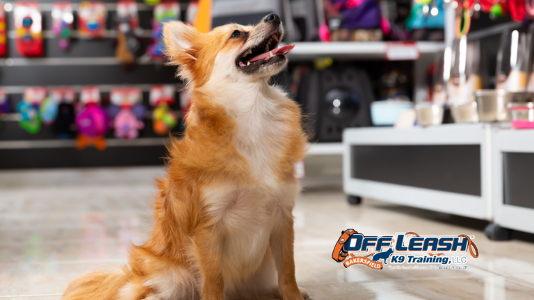 Stay Focused in Busy Shopping Areas: Teaching Dogs Real-World Obedience