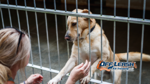 Newly Adopted Dogs: Training Tips for Success in Bakersfield