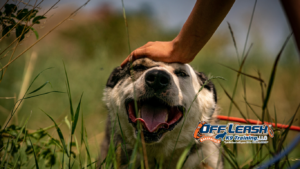 Newly Adopted Dogs: Training Tips for Success in Bakersfield