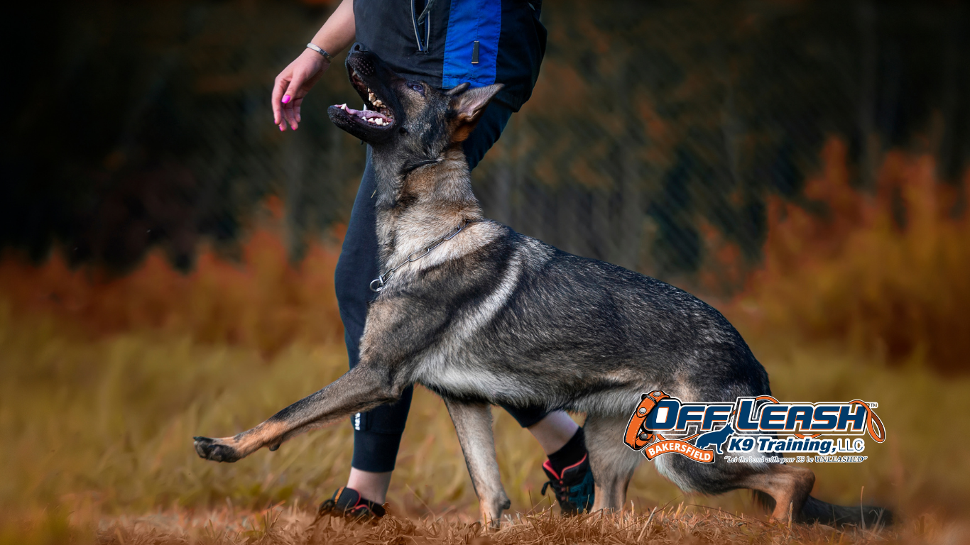 Heel Properly: Simple Steps to Train Your Dog to Heel Properly