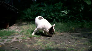 Potty Train: How Long Does It Take to Potty Train a Dog?