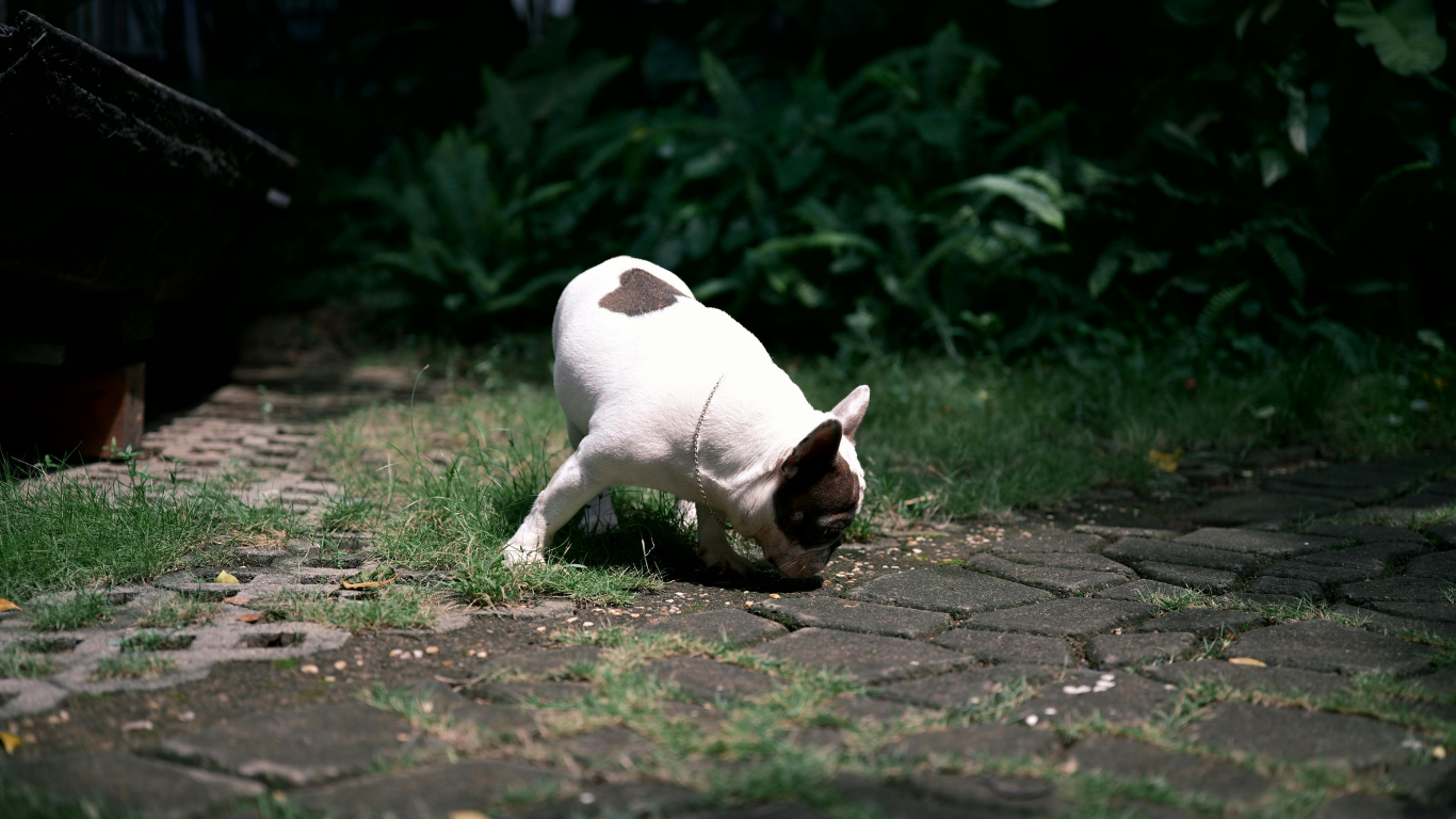 Potty Train: How Long Does It Take to Potty Train a Dog?