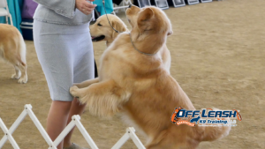 Dog’s Temperament: How to Match Your Dog’s Temperament with the Right Trainer