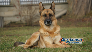 Dog’s Temperament: How to Match Your Dog’s Temperament with the Right Trainer