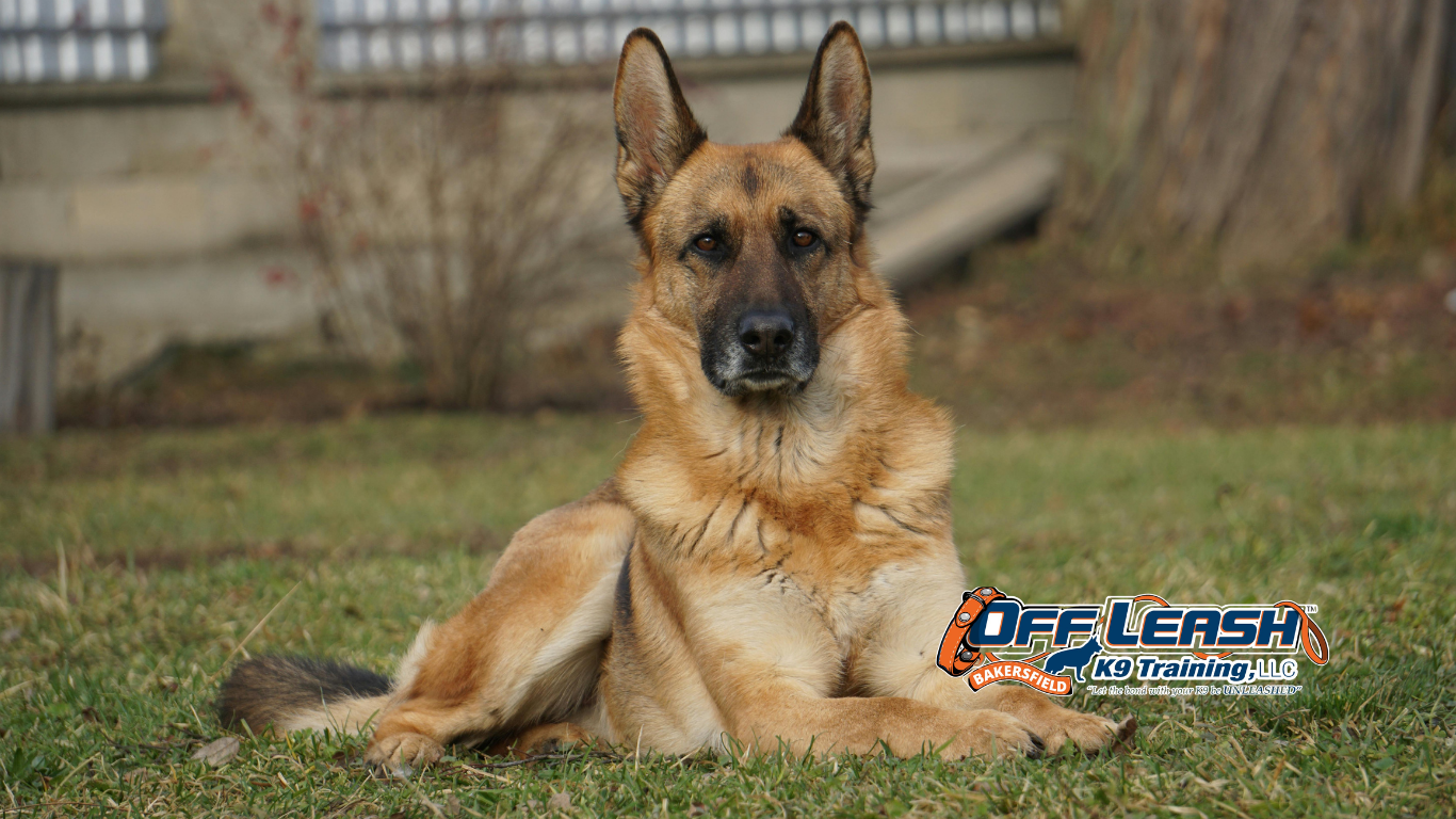 Dog’s Temperament: How to Match Your Dog’s Temperament with the Right Trainer