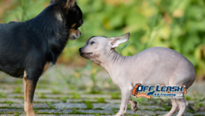 Aggressive Dog Training Bakersfield | Help for Aggressive Dog Behavior