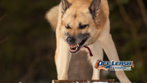 Aggressive Dog Training Bakersfield | Help for Aggressive Dog Behavior