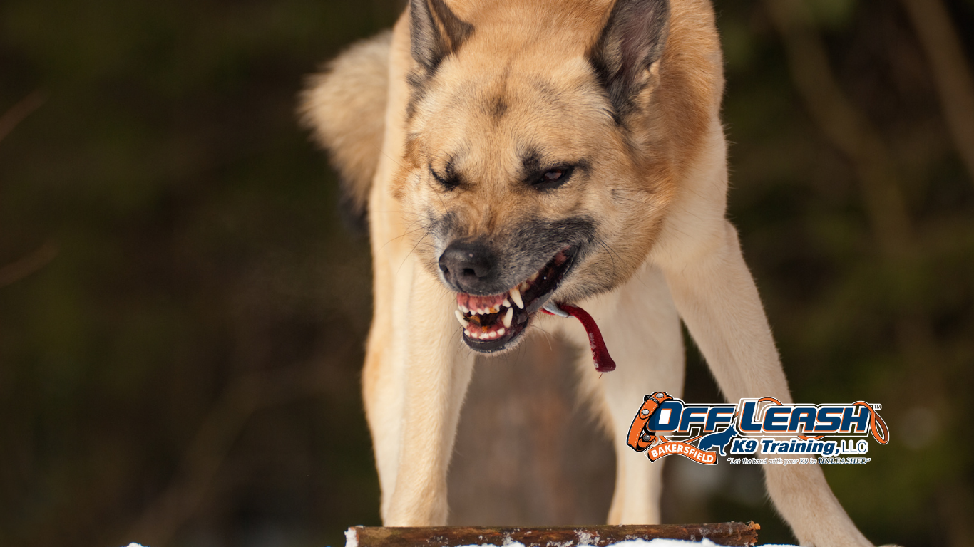 Aggressive Dog Training Bakersfield | Help for Aggressive Dog Behavior